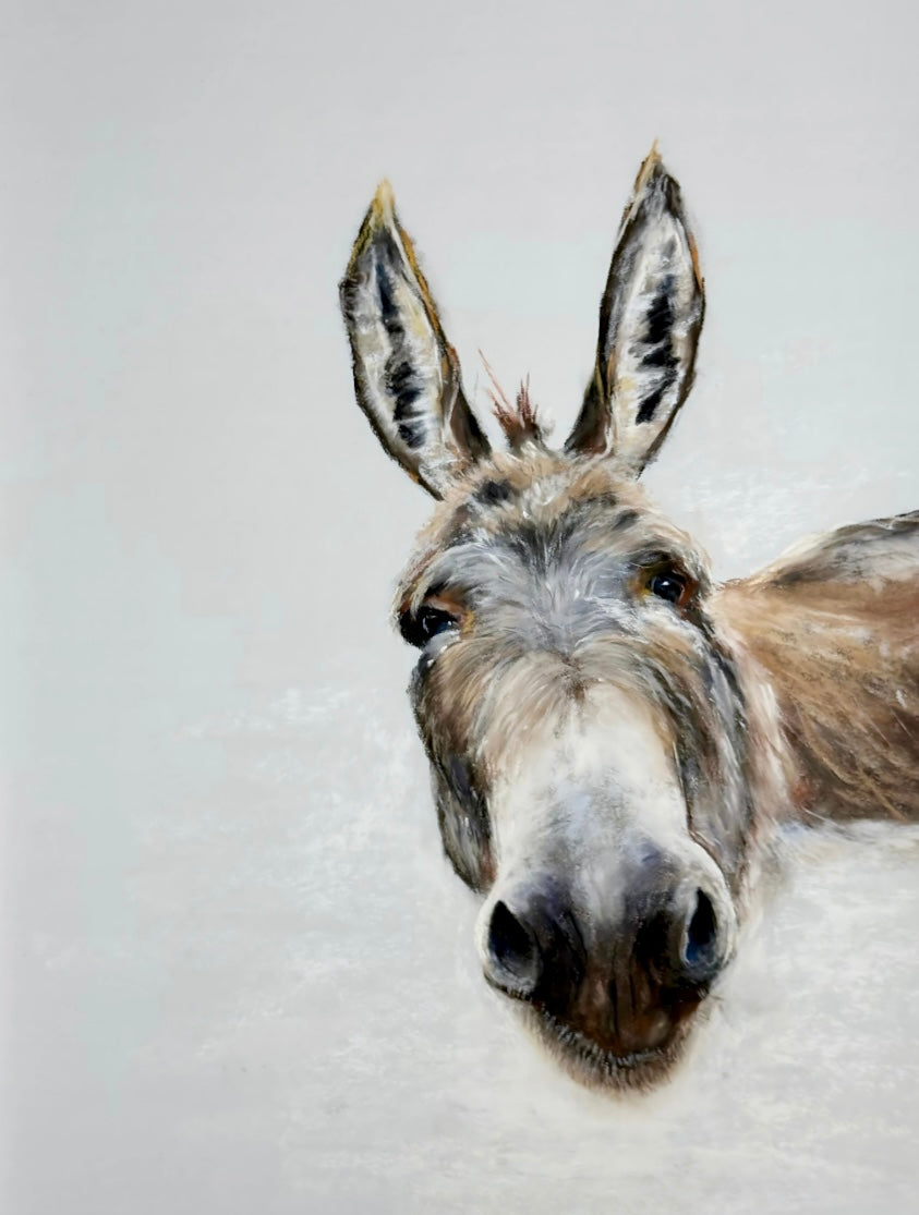 Curious Donkey – 8x10 Art Print (Matted)